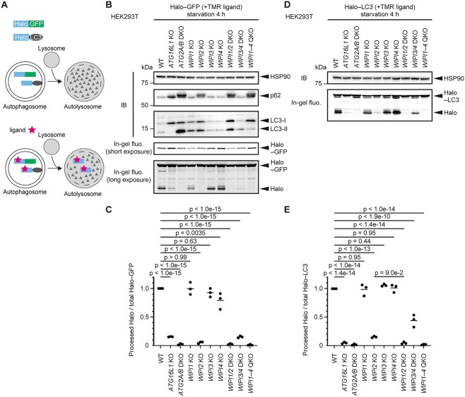 Comprehensive analysis of autophagic functions of WIPI family proteins ...