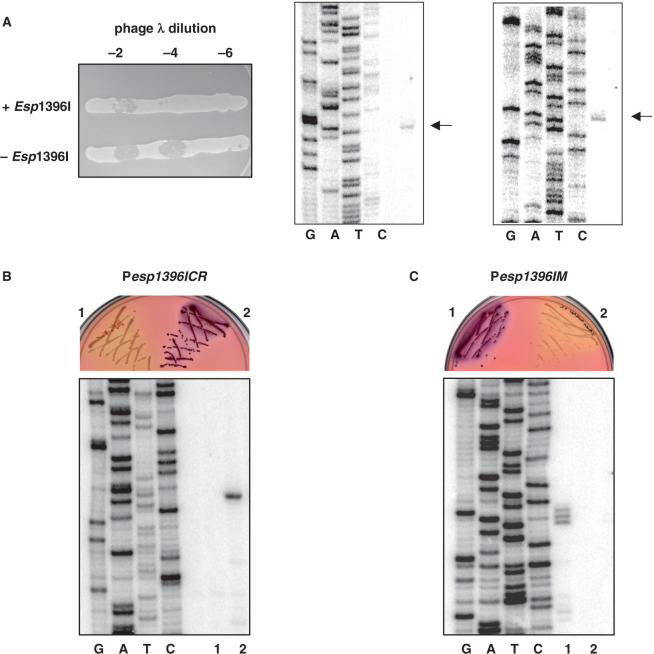 Figure 2.