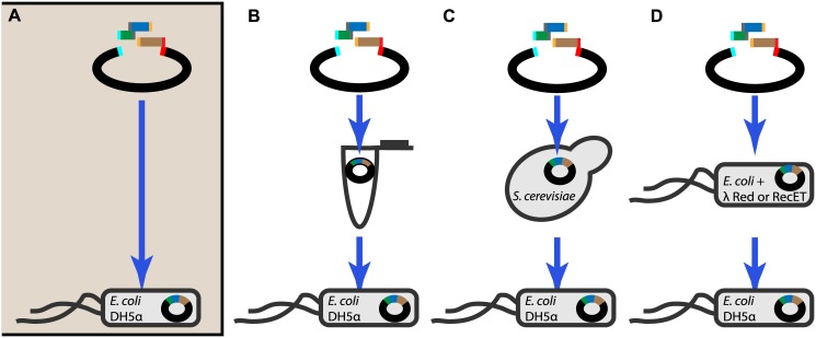 Cloning Should Be Simple Escherichia Coli Dh5α Mediated Assembly Of Multiple Dna Fragments With 9381