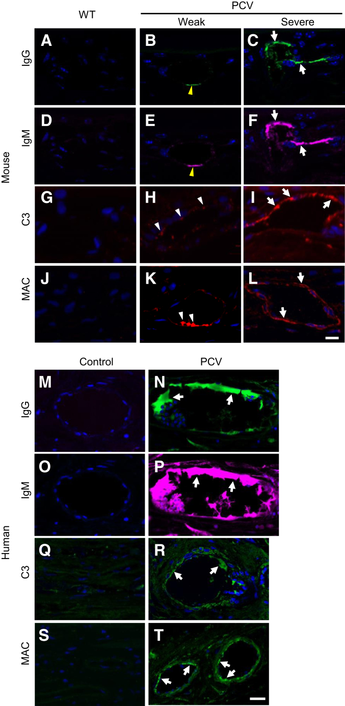 Figure 3