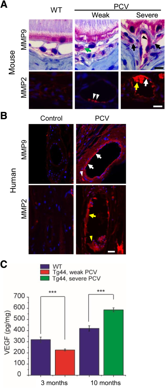 Figure 5