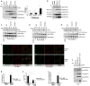 Fig.1