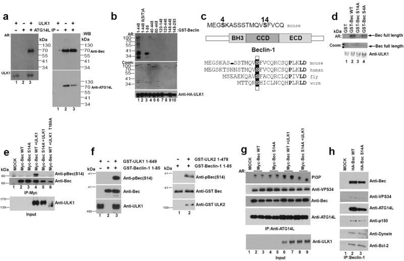 ULK1 induces autophagy by phosphorylating Beclin-1 and activating Vps34 ...