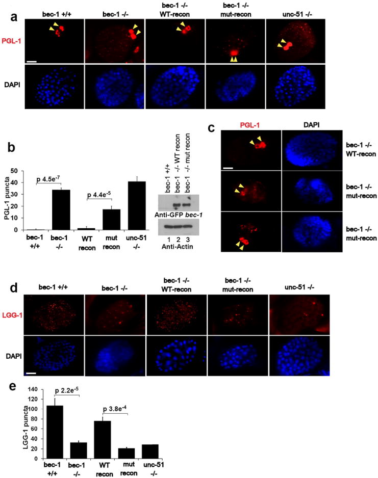 Fig.7