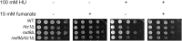 Figure 8