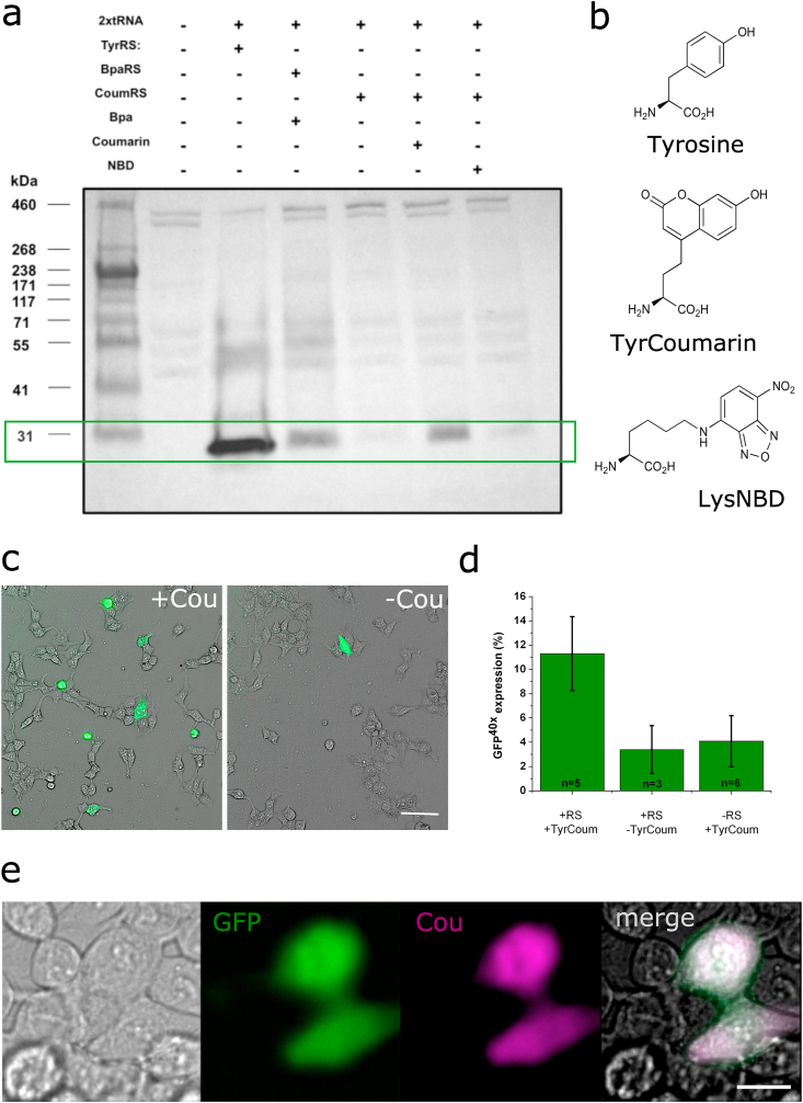 Figure 2