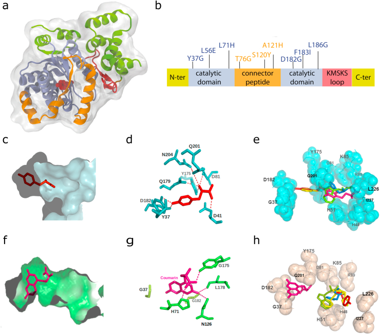 Figure 1