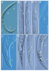 Figure 11