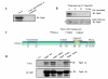 Fig. (1) The association Tip60 with concanavalin A in Vivo and the putative Site of Tip60 N-glycosylation