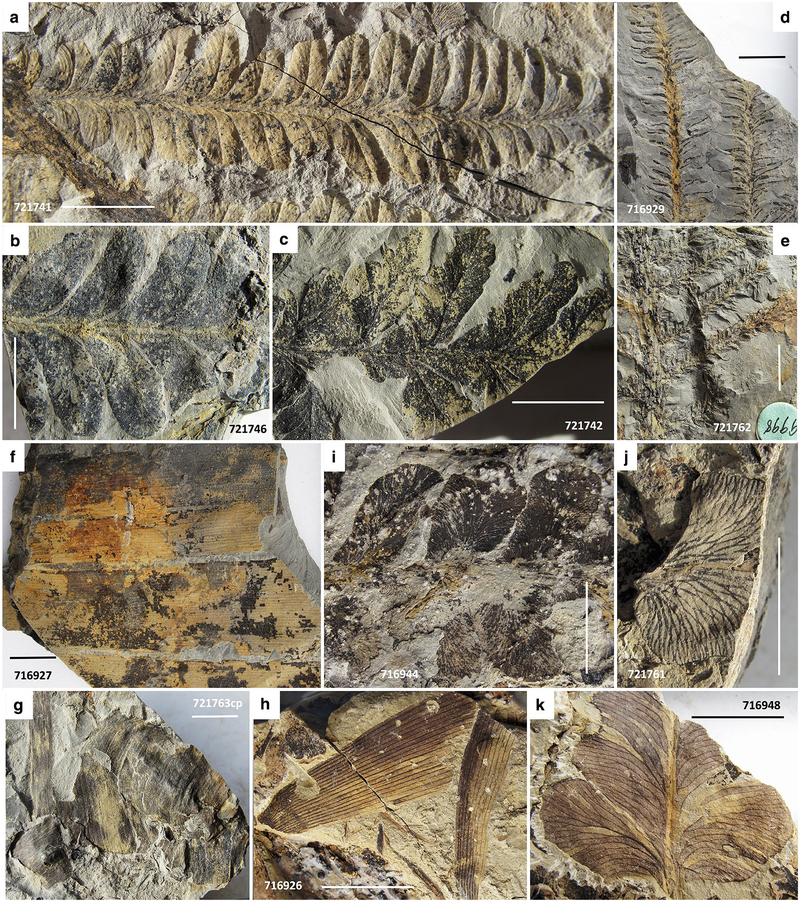 Fig. 6