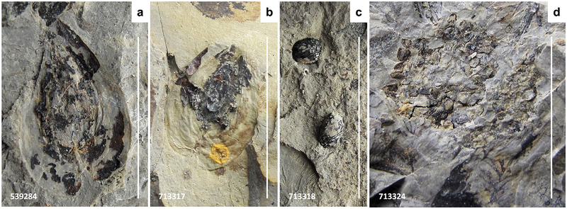 Fig. 13