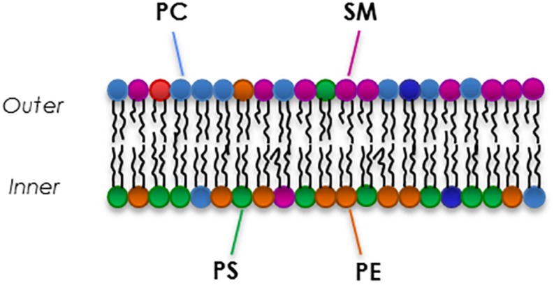 FIGURE 3