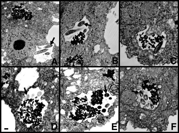 FIG. 5.