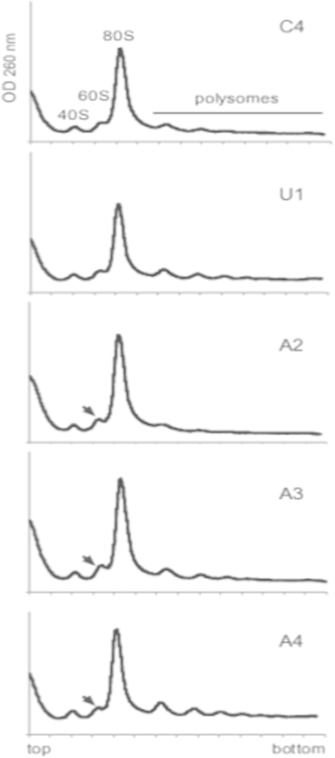 Supplementary Figure 3