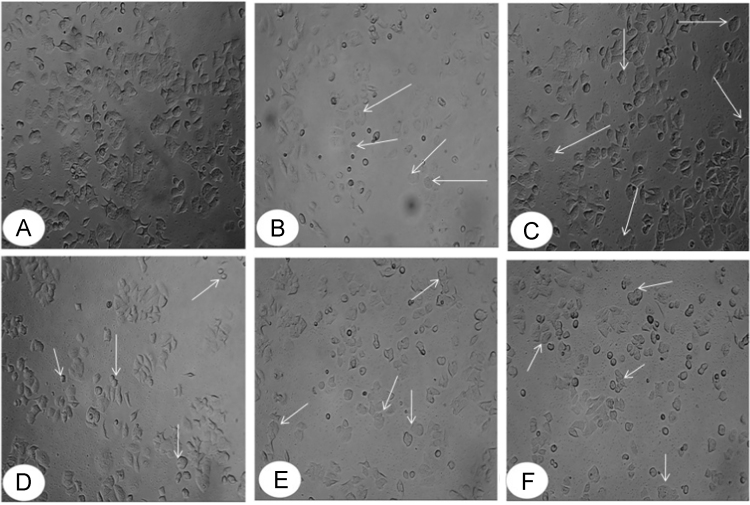 Fig. 1: