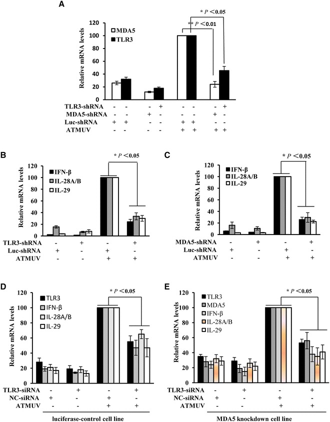 Figure 5