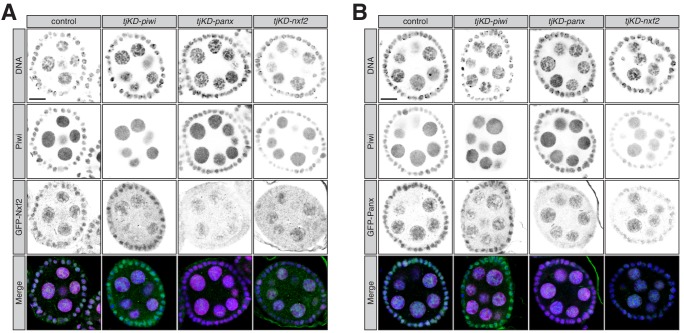 Figure 2—figure supplement 1.