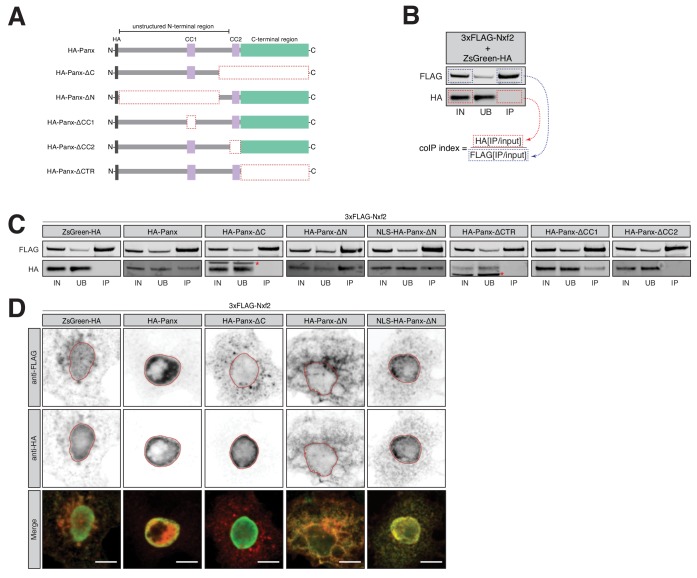 Figure 3—figure supplement 1.