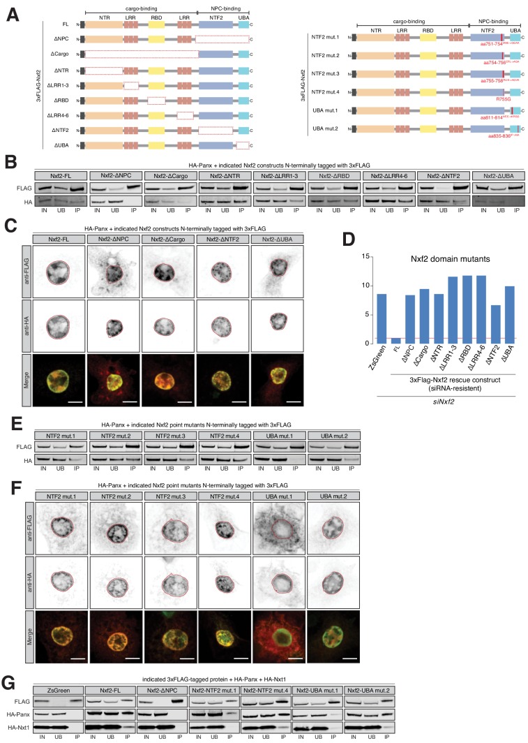 Figure 3—figure supplement 2.