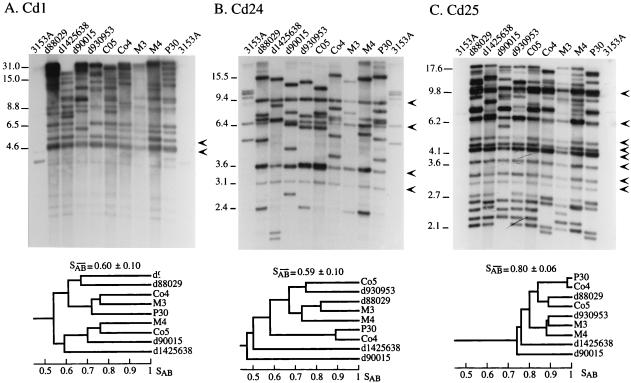 FIG. 1