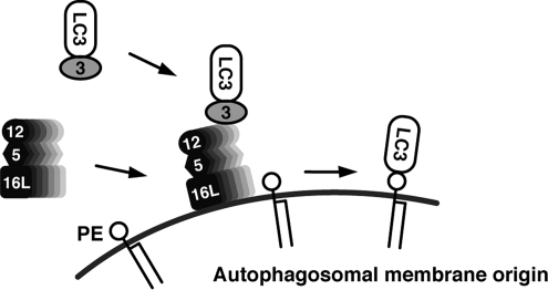 Figure 7.