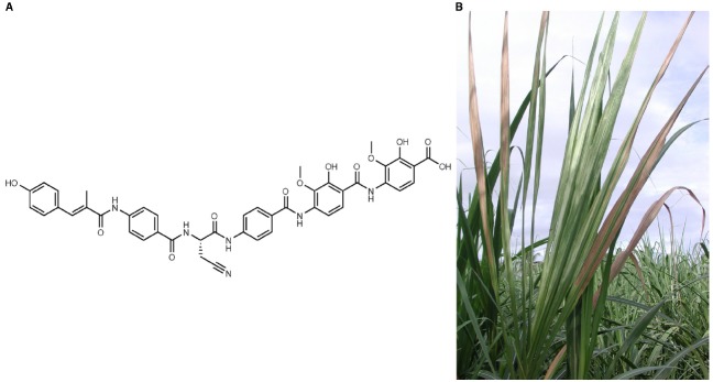 FIGURE 1