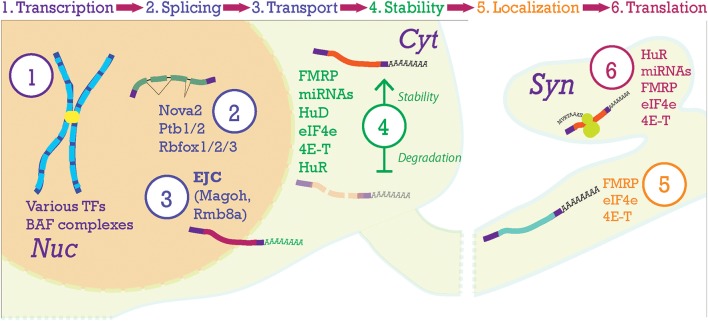 Figure 5