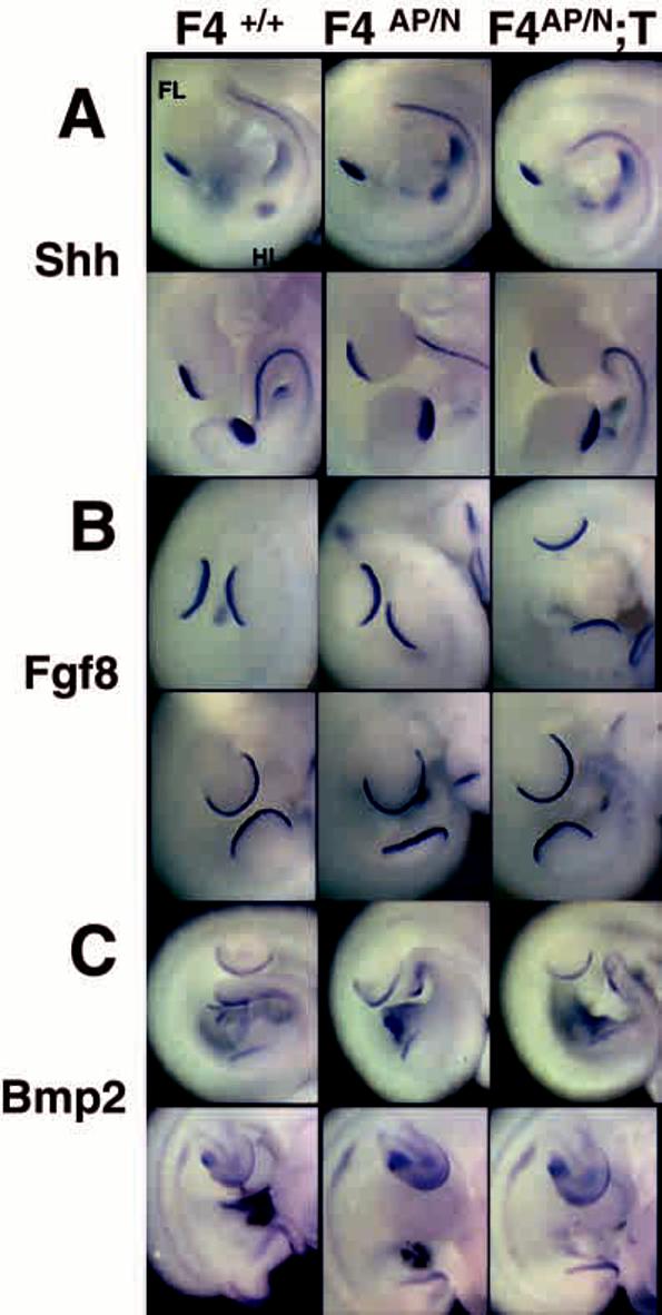 Fig. 5