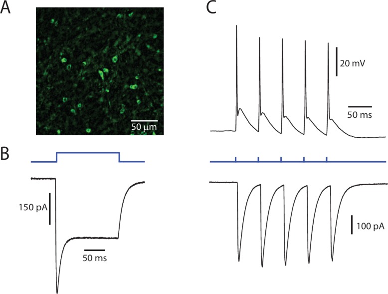 Figure 1—figure supplement 1.