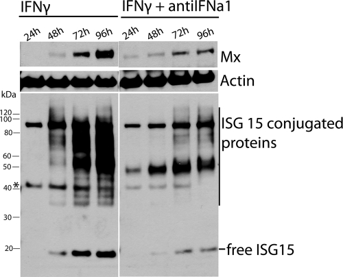 Fig. 9.