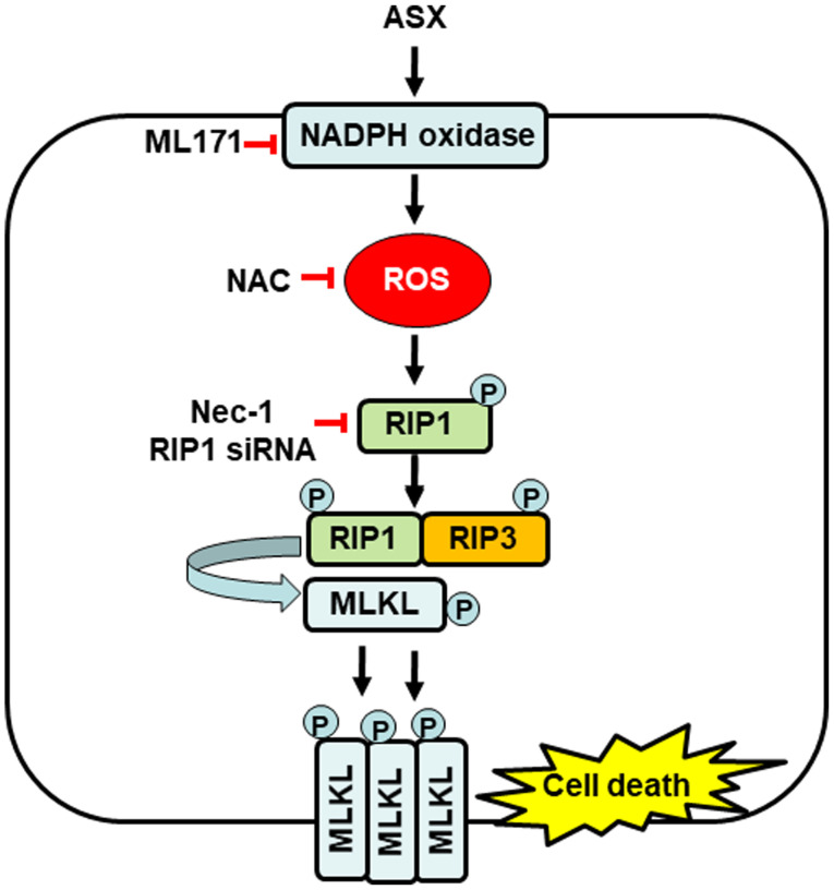 Figure 5.