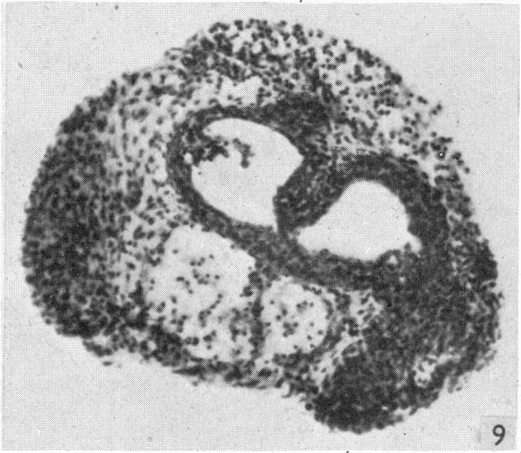 Fig. 9