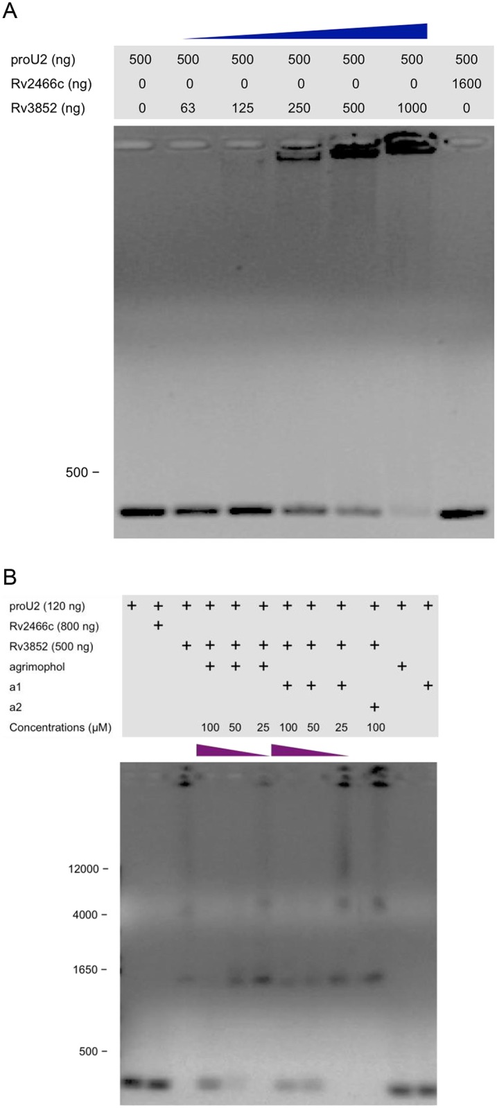 Fig 7