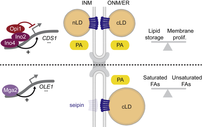 Figure 7