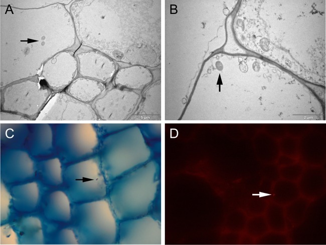 FIG 1