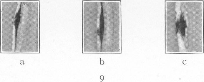 Fig. 9