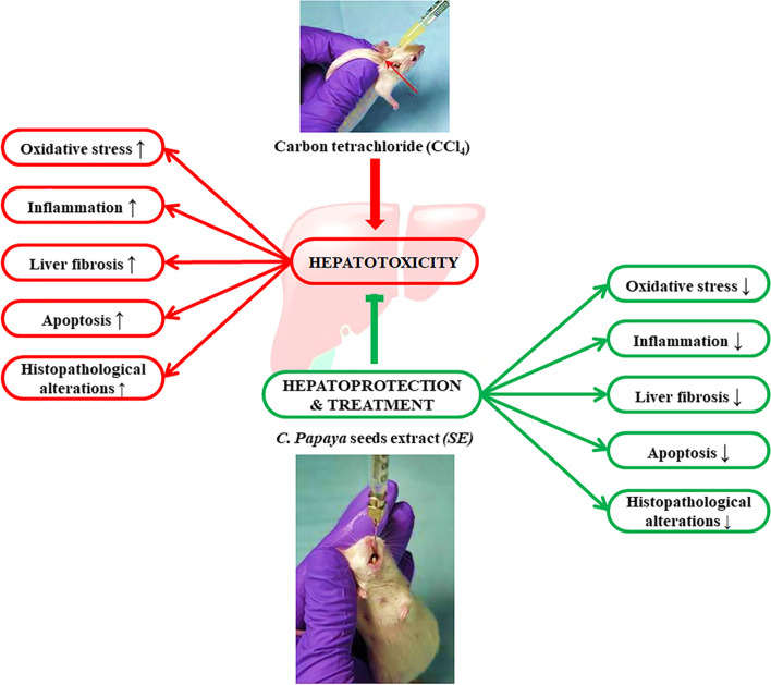 Fig. 7