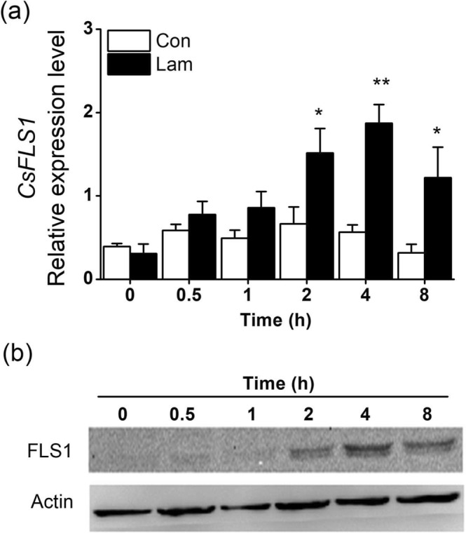 Figure 5