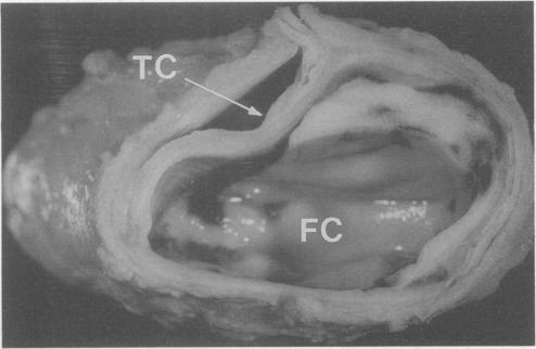 Fig. 9.