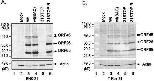 FIG. 7.