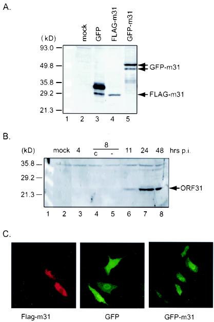 FIG. 1.