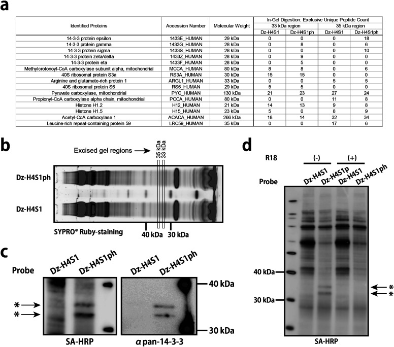 Fig. 5. Identification and verification of H4S1p interacting proteins.