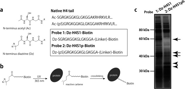 Fig. 4. Detection of H4S1/S1ph interacting proteins.