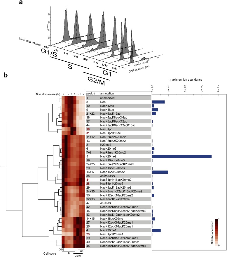 Fig. 2. Label-free semi-quantification of modification on histone H4 tail during the cell cycle.