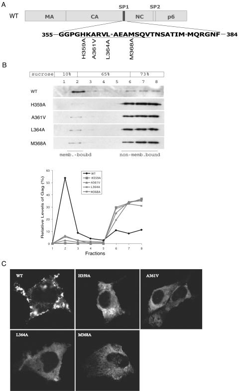 FIG. 1.