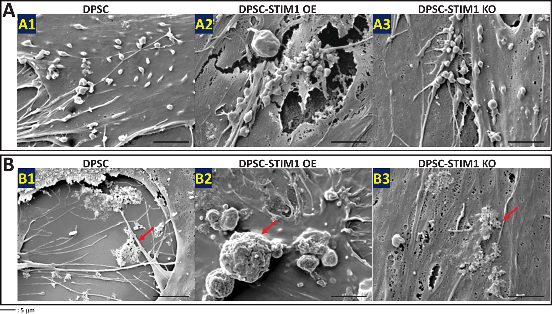 Fig 6.