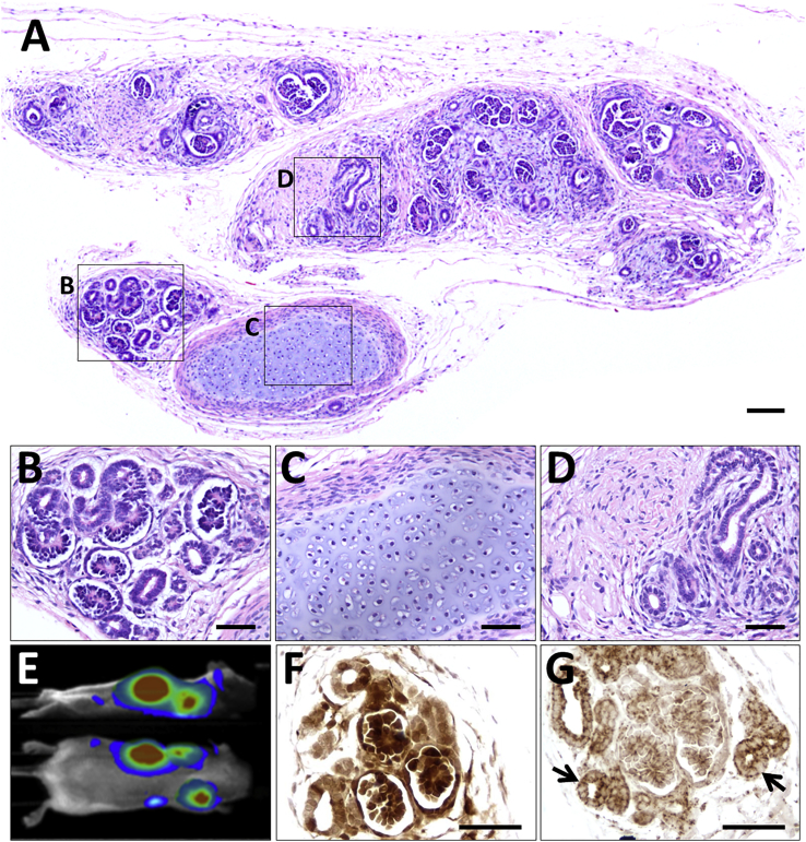 Figure 4