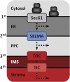 F<sc>IG</sc>. 1.—