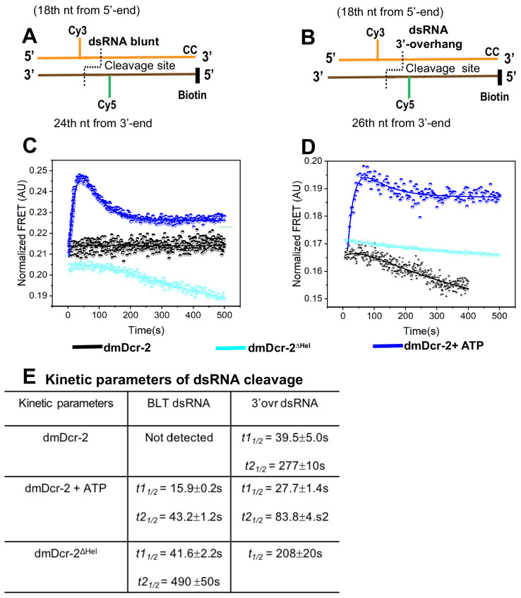 Figure 5—figure supplement 2.