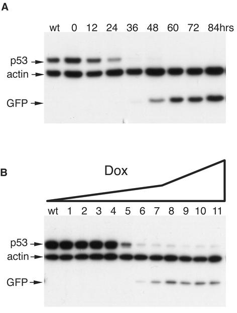 FIG.5.